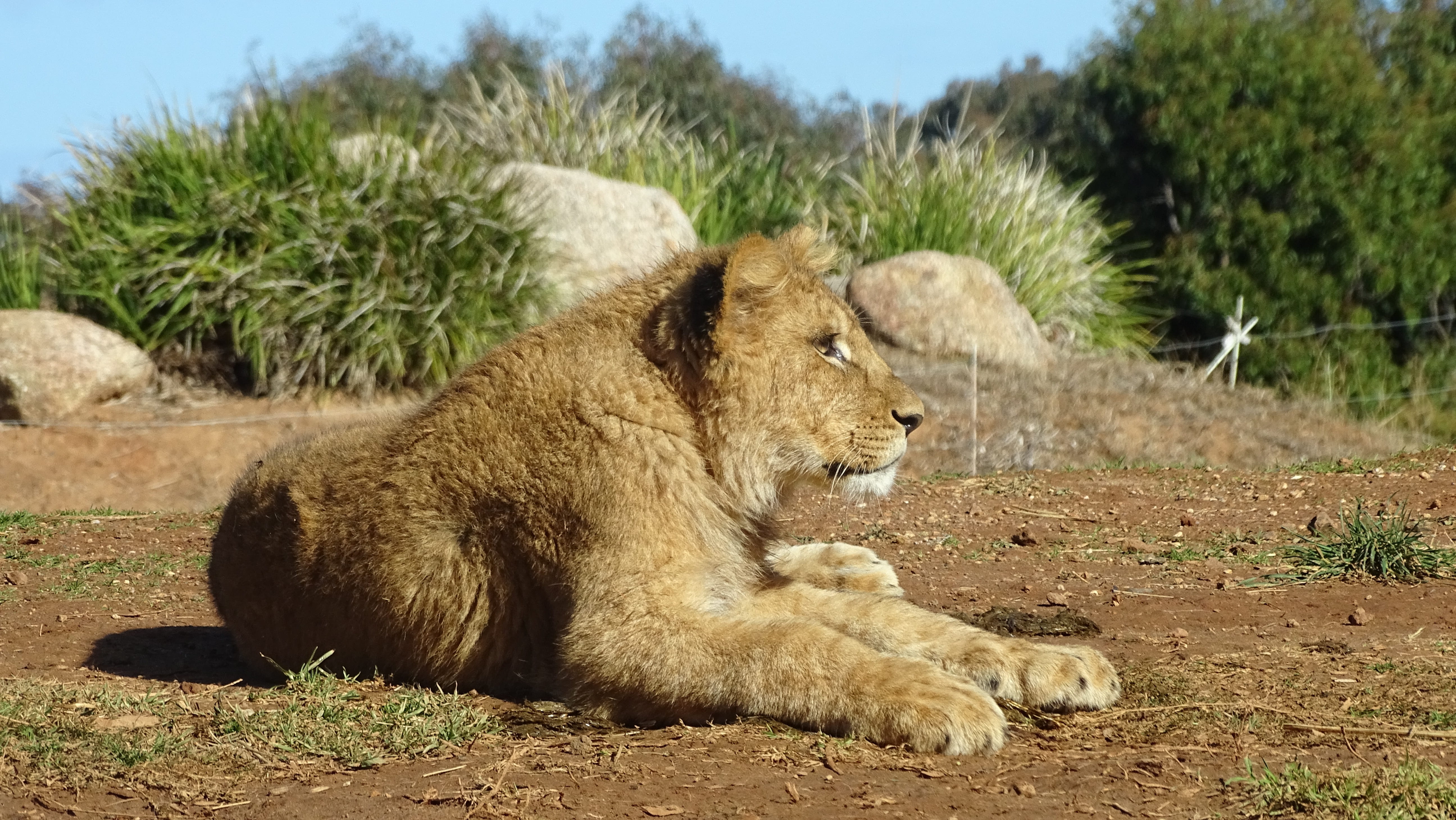 Avventura nella Savana